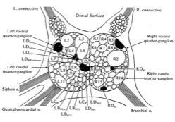 The Nervous System of Aplysia californica 