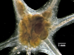 The Nervous System of Aplysia californica 