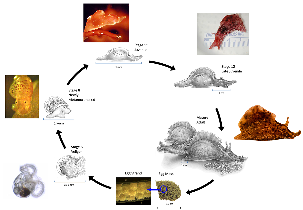 aplysia life cycle