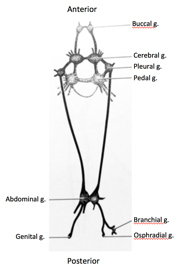 The Nervous System of Aplysia californica 